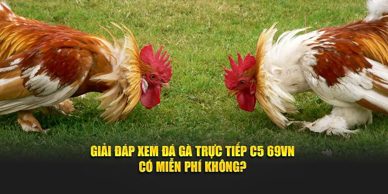 Giải đáp xem đá gà trực tiếp C5 69VN có miễn phí không?