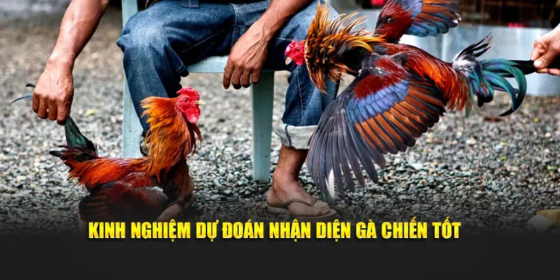 Kinh nghiệm dự đoán nhận diện gà chiến tốt 