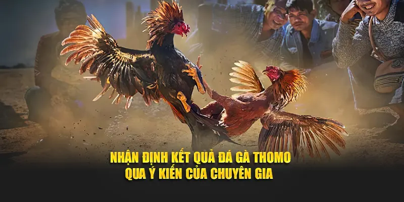 Nhận định kết quả đá gà Thomo qua ý kiến của chuyên gia 