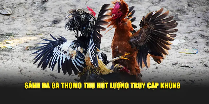 Sảnh đá gà Thomo thu hút lượng truy cập khủng 