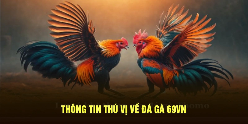 Thông tin thú vị về đá gà 69VN