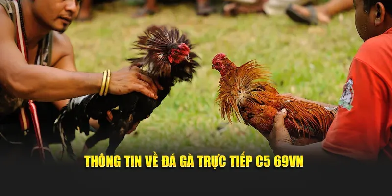 Thông tin về đá gà trực tiếp C5 69VN